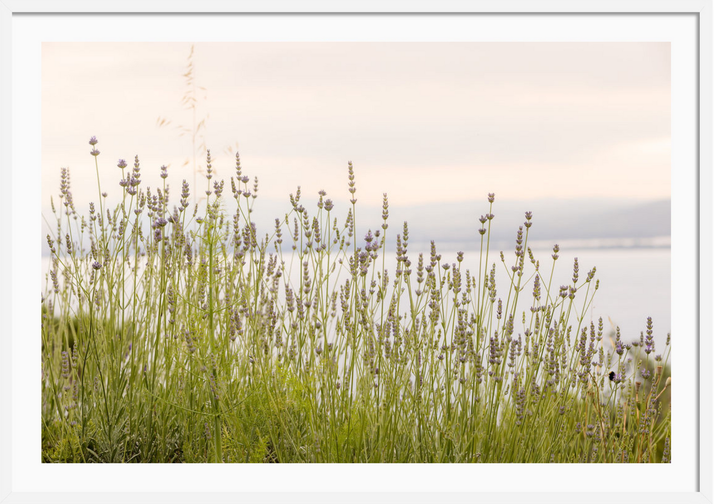 Tuscan Wildflowers