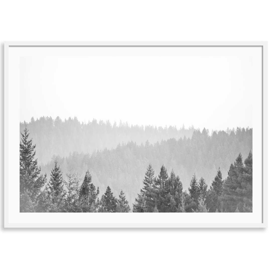 California Redwoods