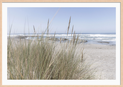 California Wildgrass