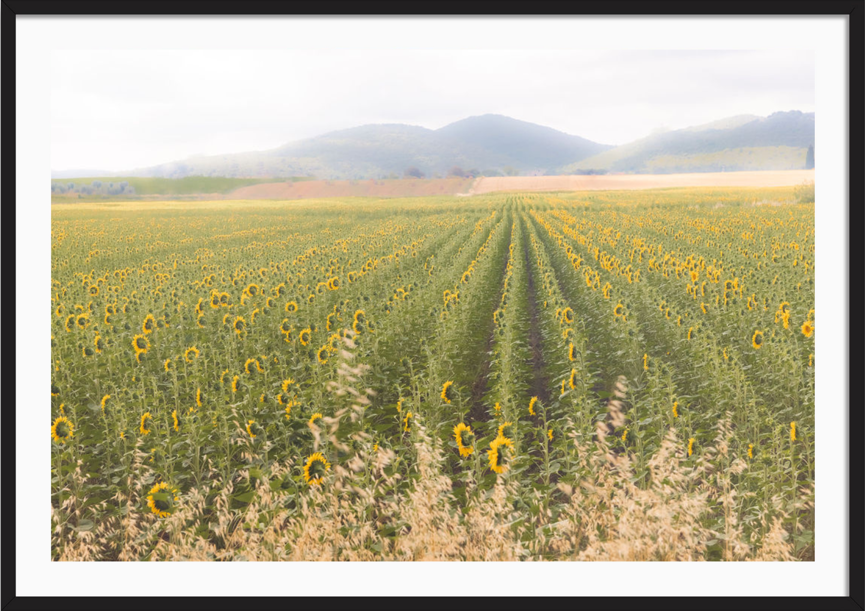 Tuscan Sunflower Symphony