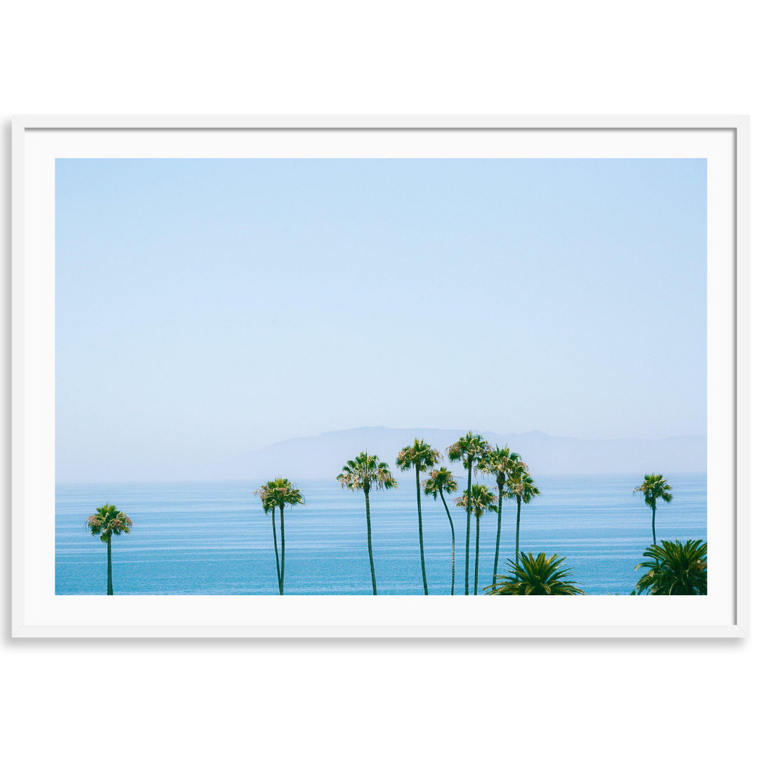 Santa Barbara Coast Palms