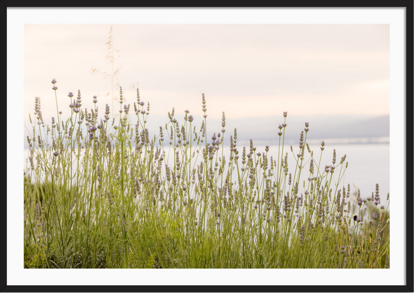 Tuscan Wildflowers
