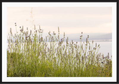 Tuscan Wildflowers