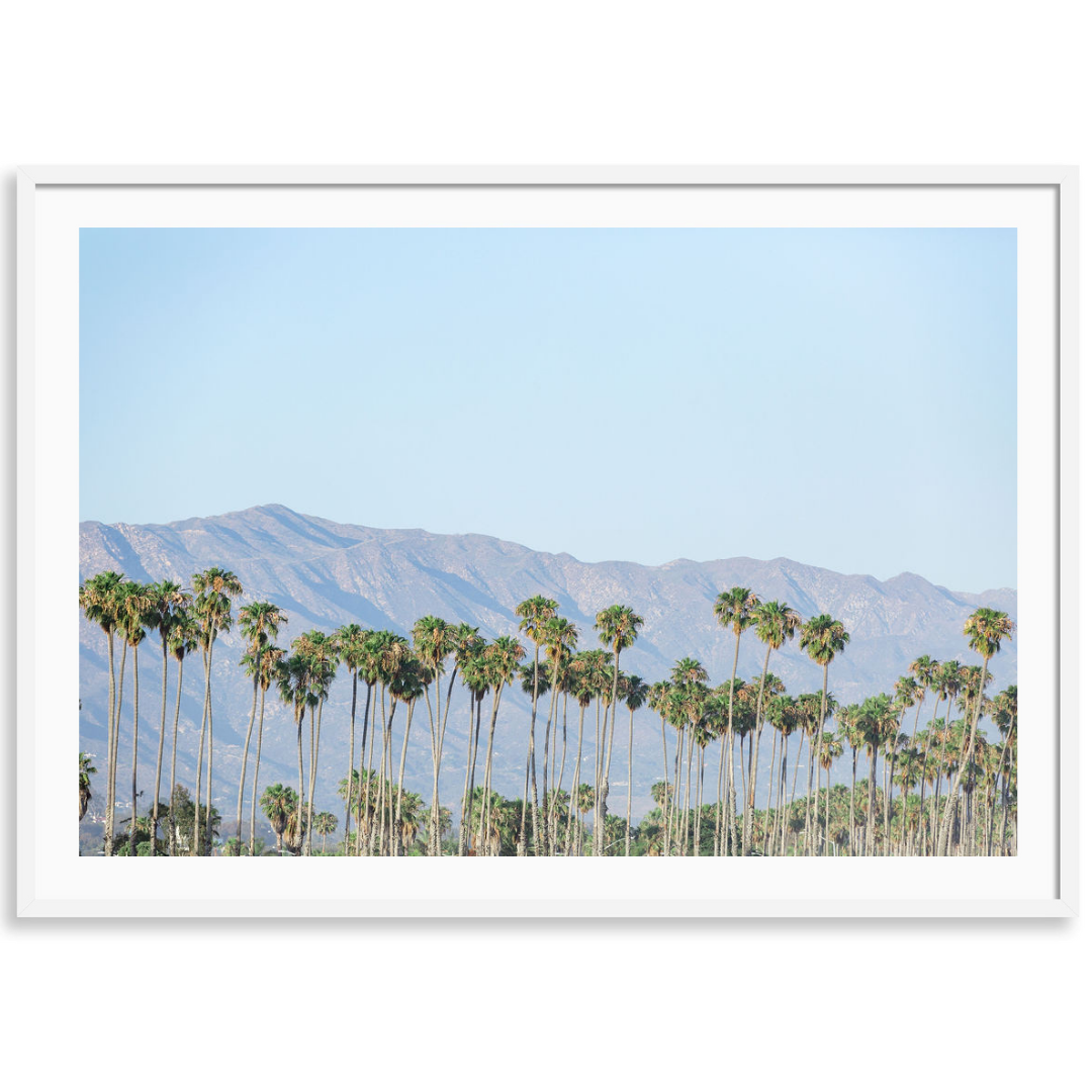 Santa Barbara Palms