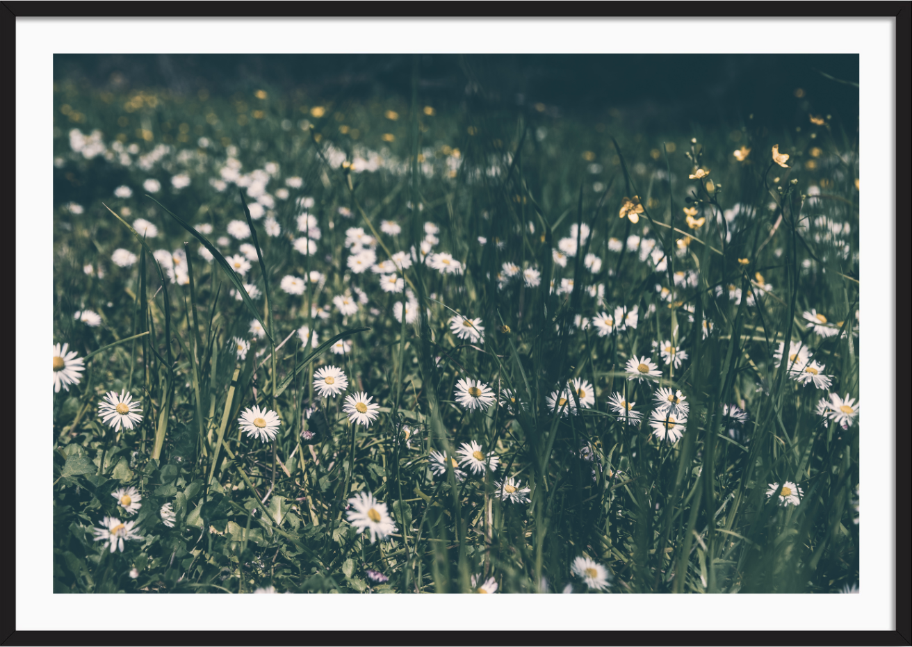Spring Flowers