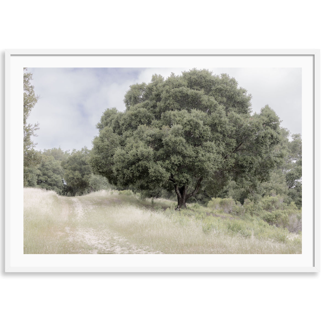 The Quiet Oak