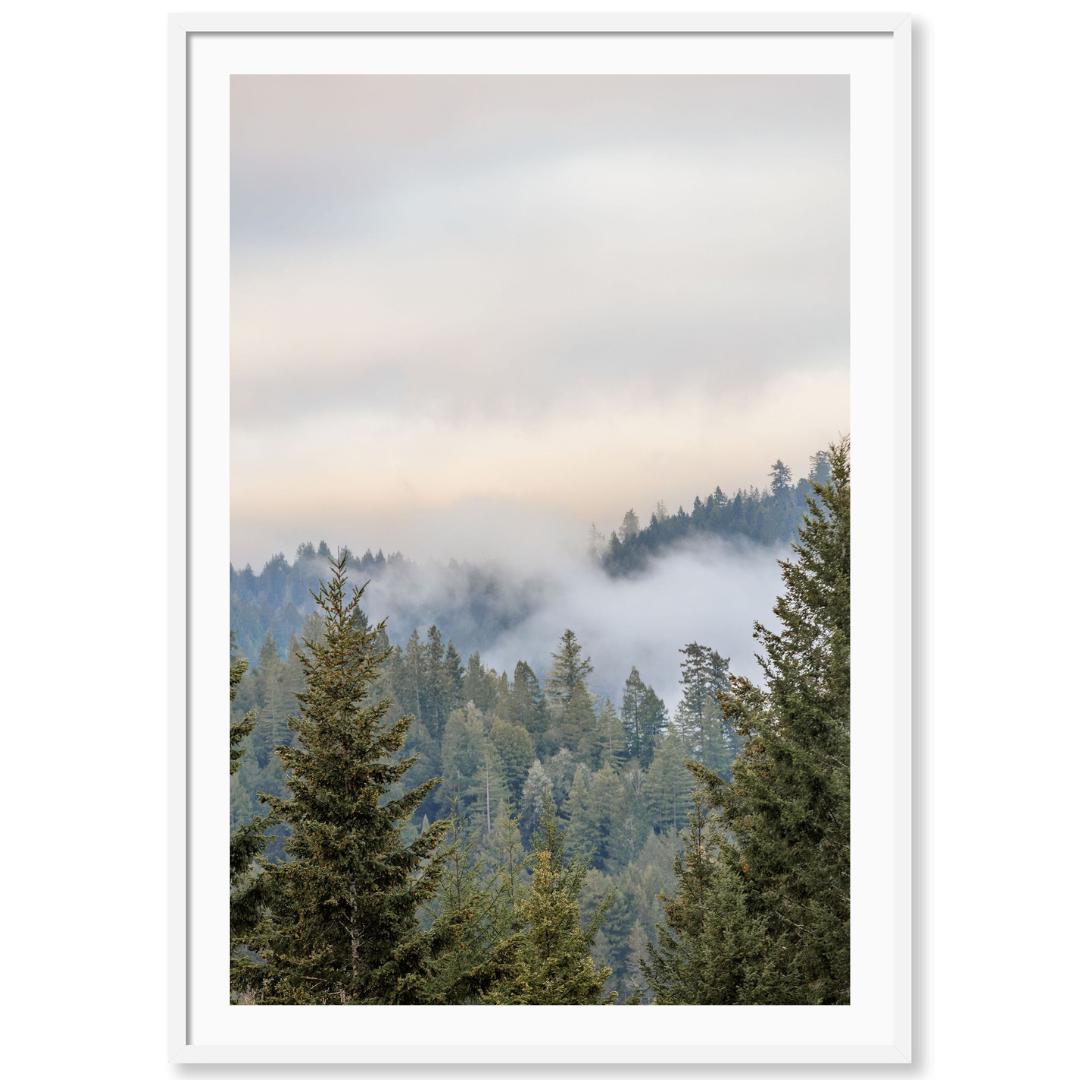 Redwood Haze