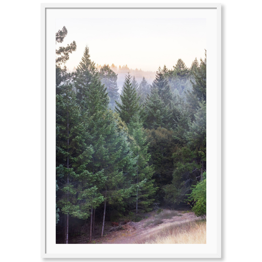 Redwood Glow