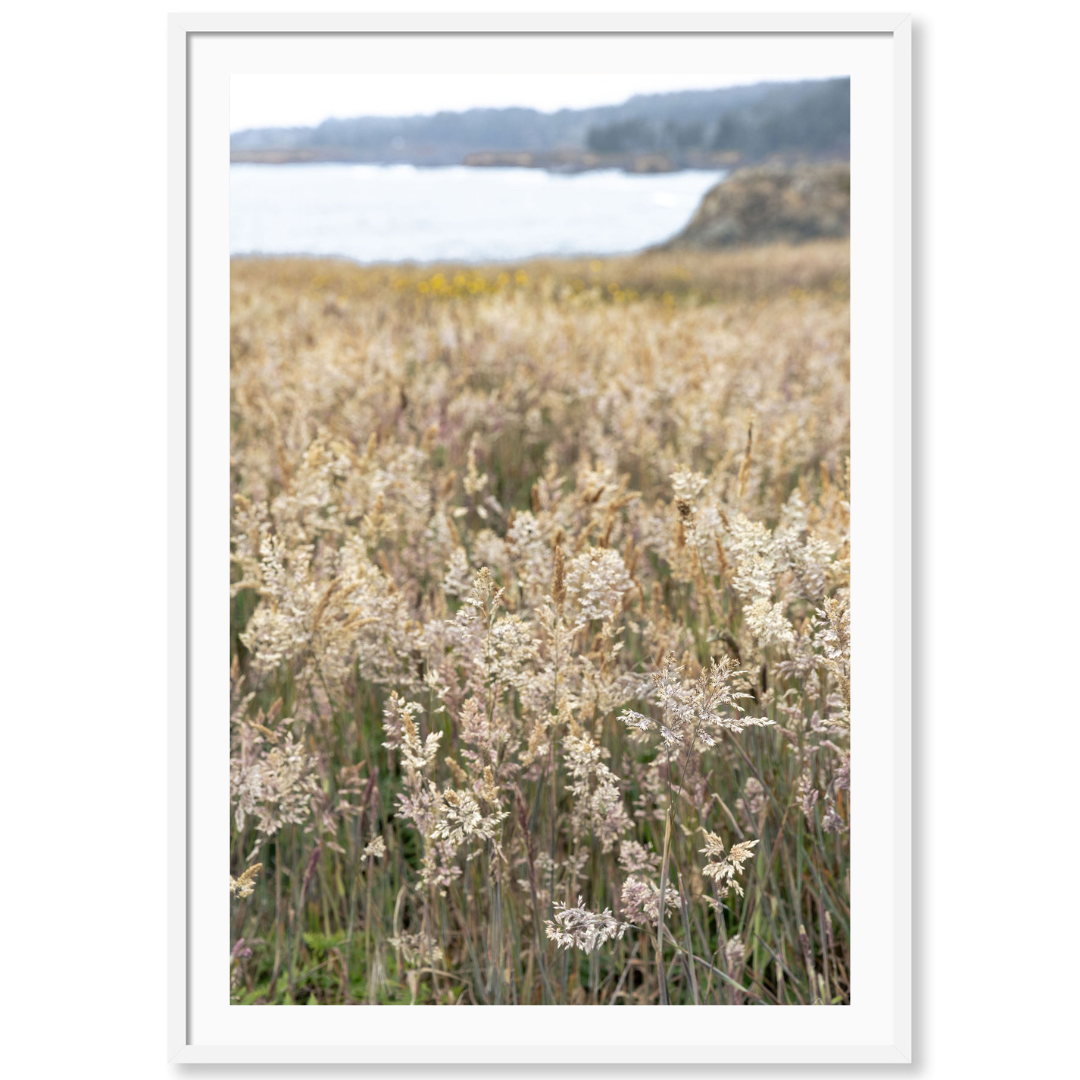 Ocean Meadow