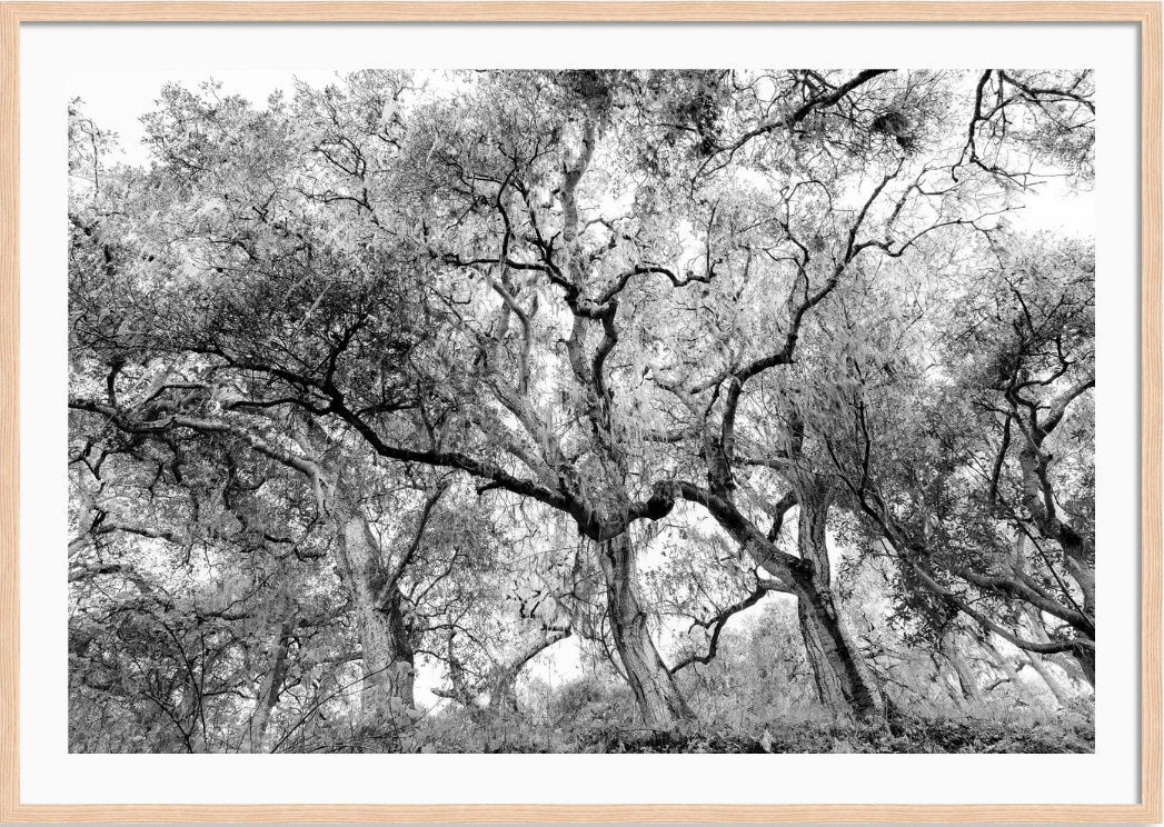 California Oak Trees