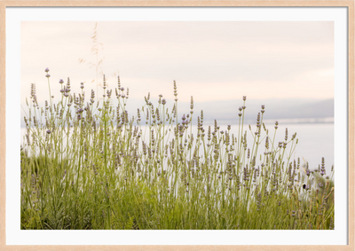Tuscan Wildflowers