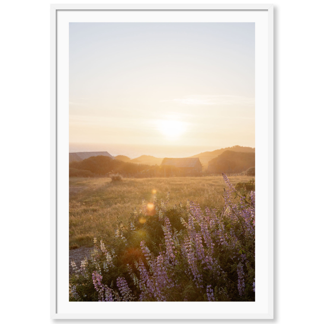 Sea Ranch Sunset 3