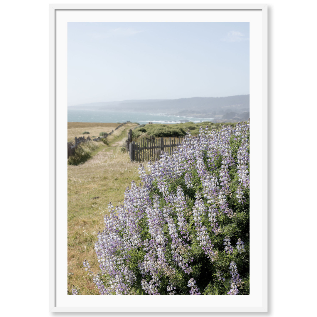 Coastal Blooms 1