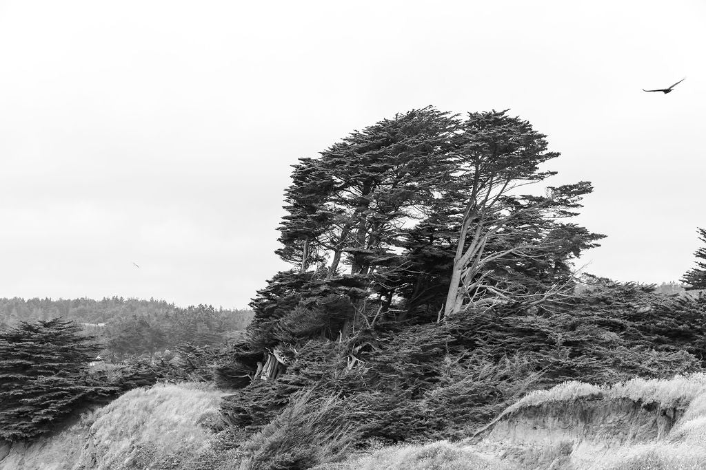 Print Image