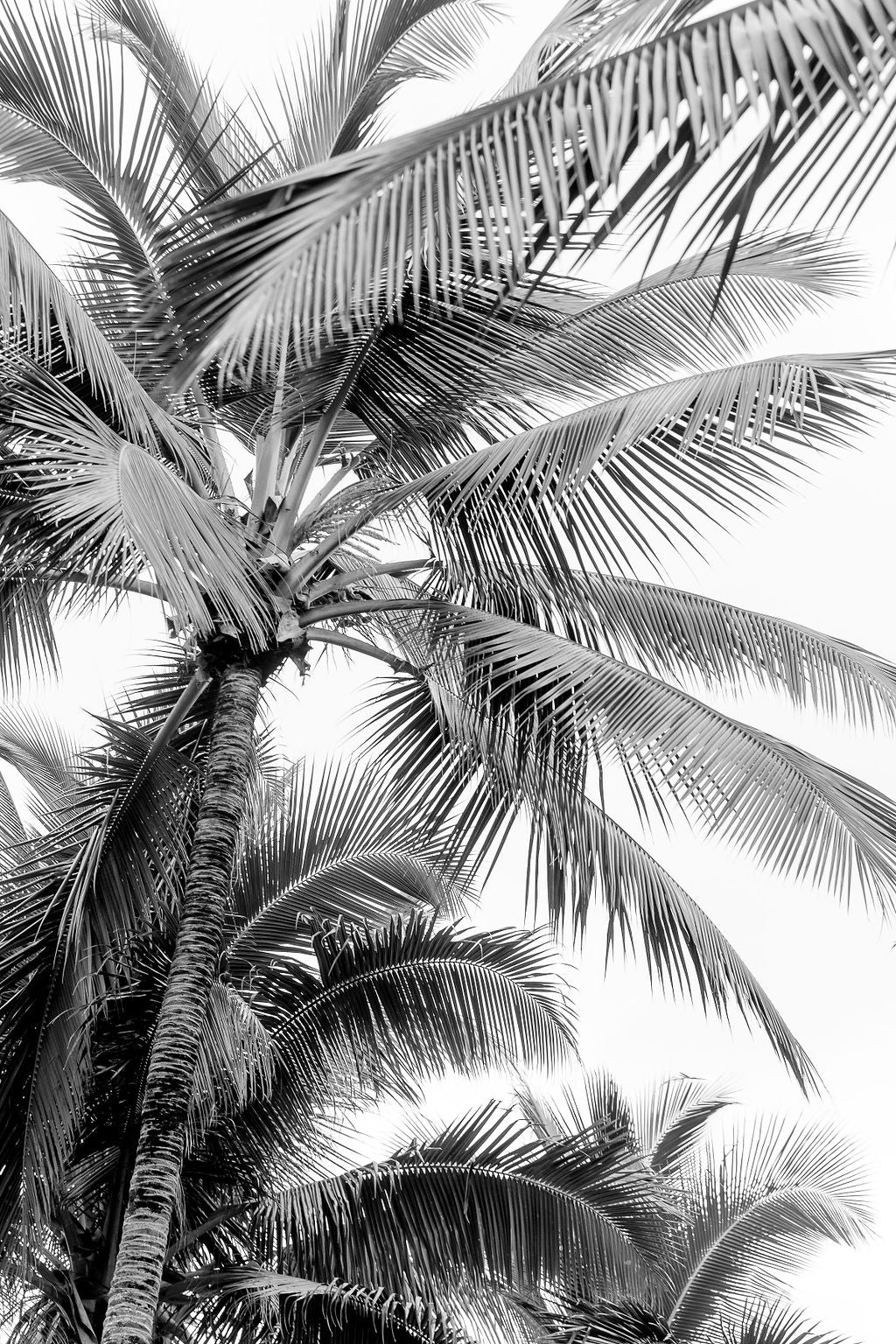 Aloha