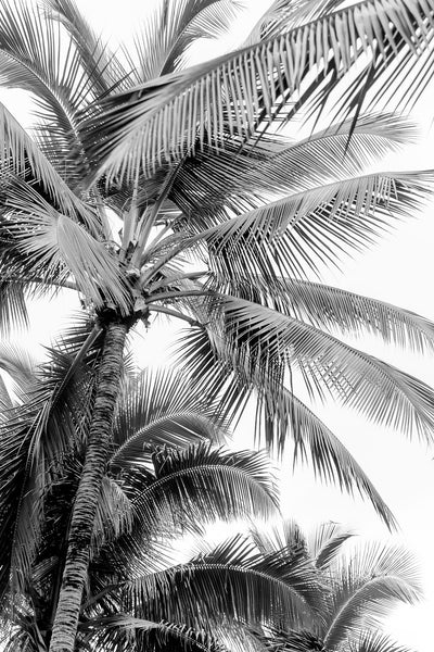 Aloha