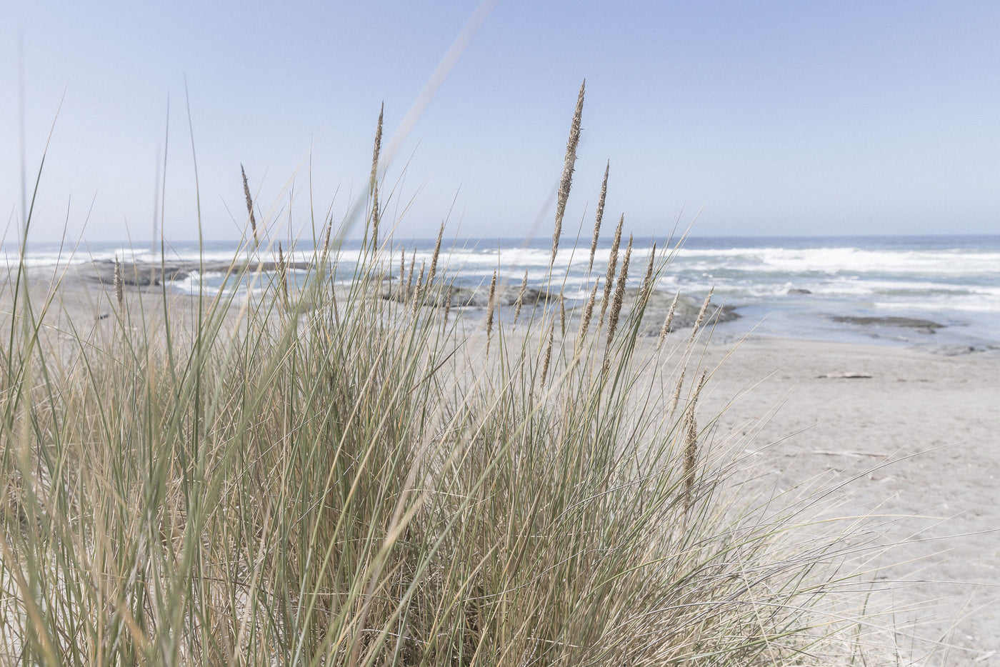 California Wildgrass