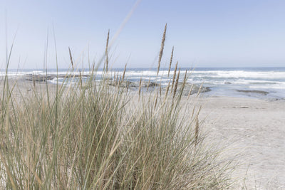 California Wildgrass