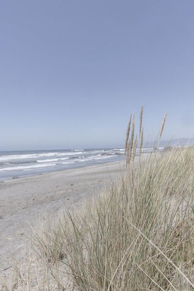 Northern California Wildgrass