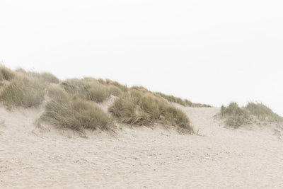 Ocean Beach Dunes
