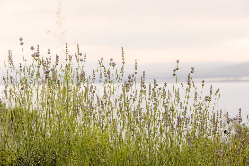 Tuscan Wildflowers