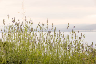Tuscan Wildflowers