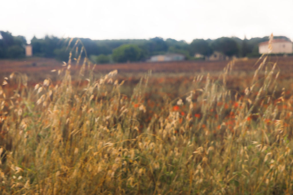 Tuscany Fields