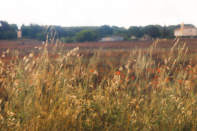 Tuscany Fields