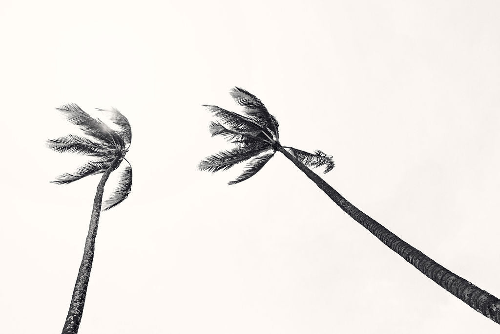 Print Image