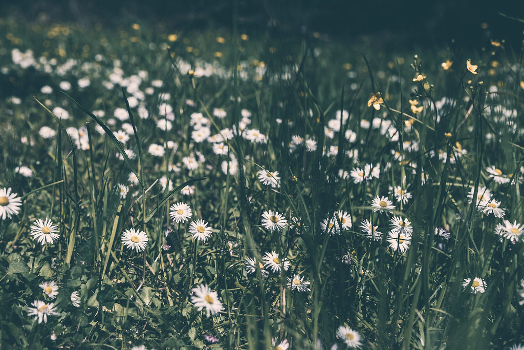 Spring Flowers
