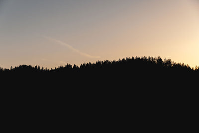 Redwoods Silhouette