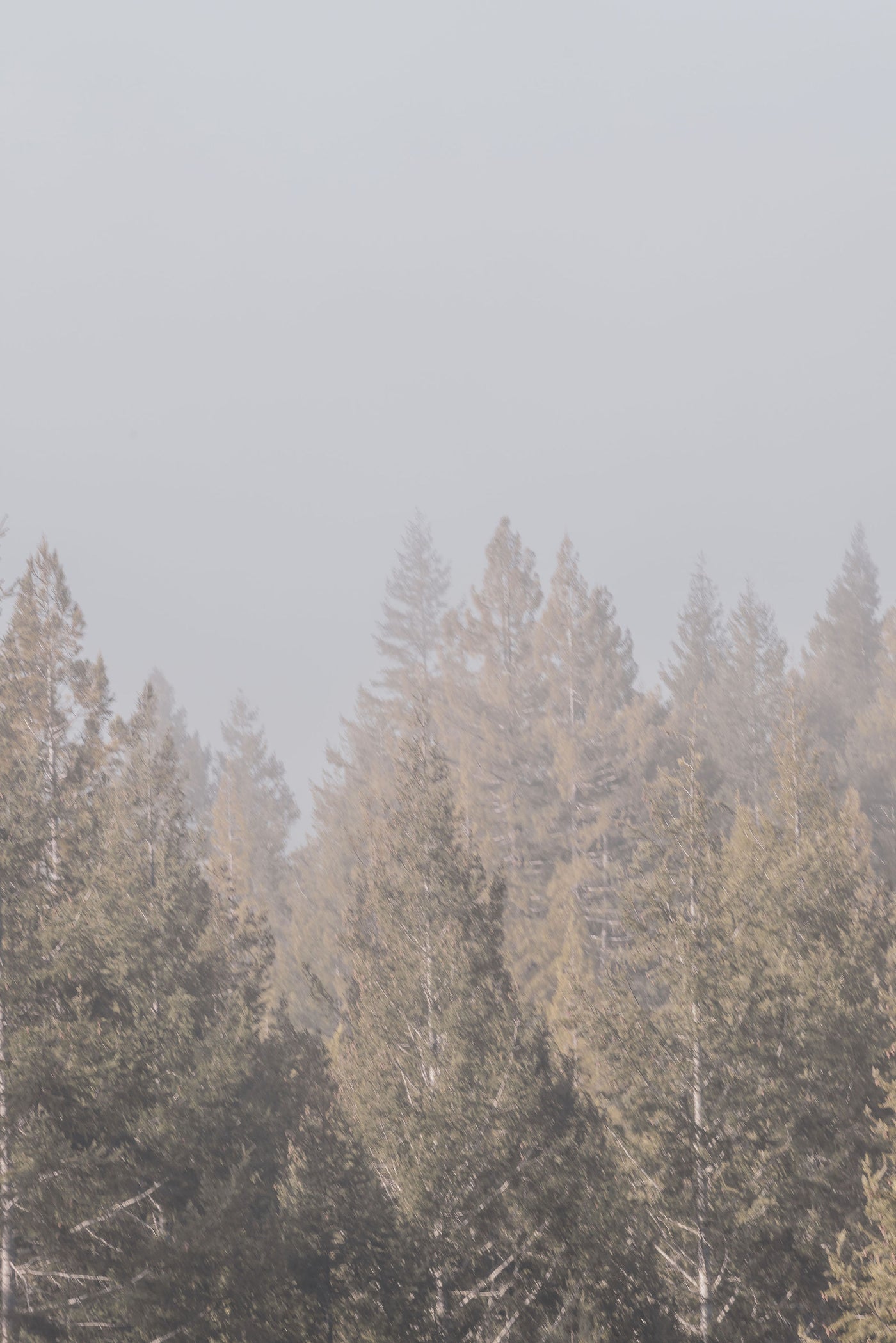 Enchanted Forest 1