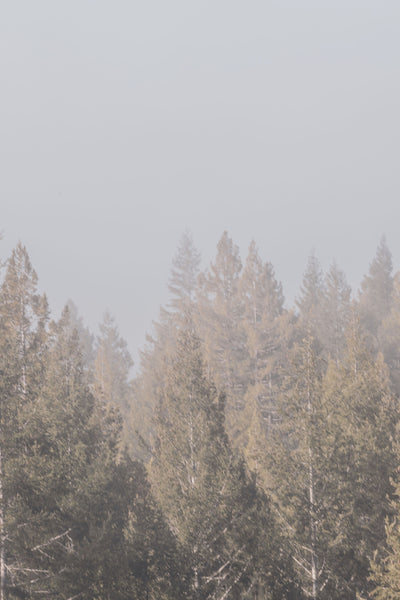 Enchanted Forest 1