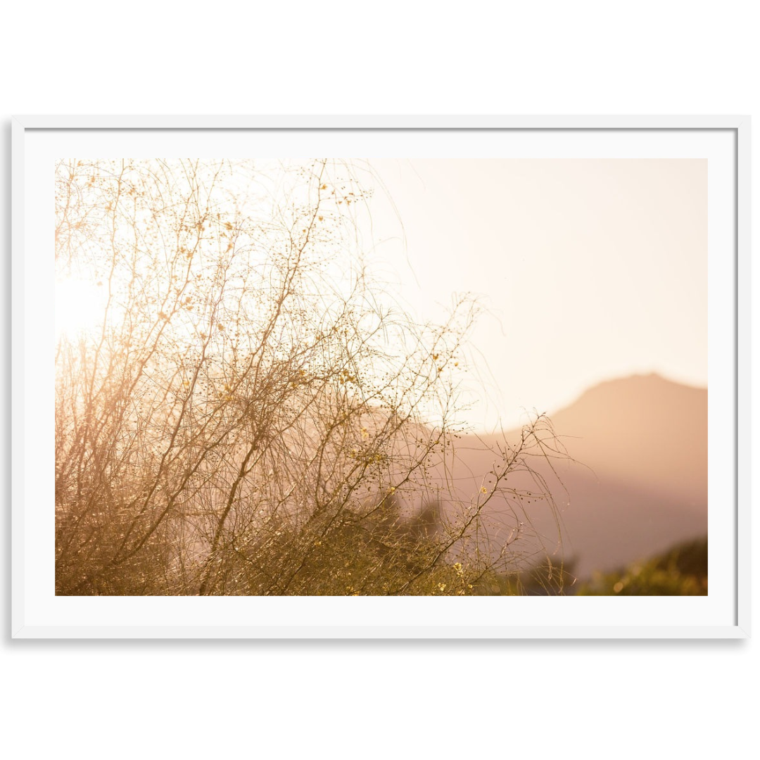 Desert Reverie