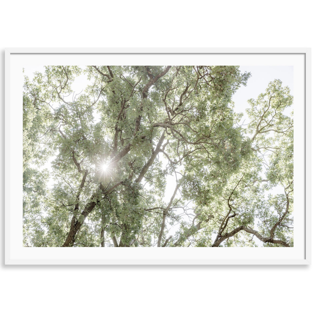 California Oaks