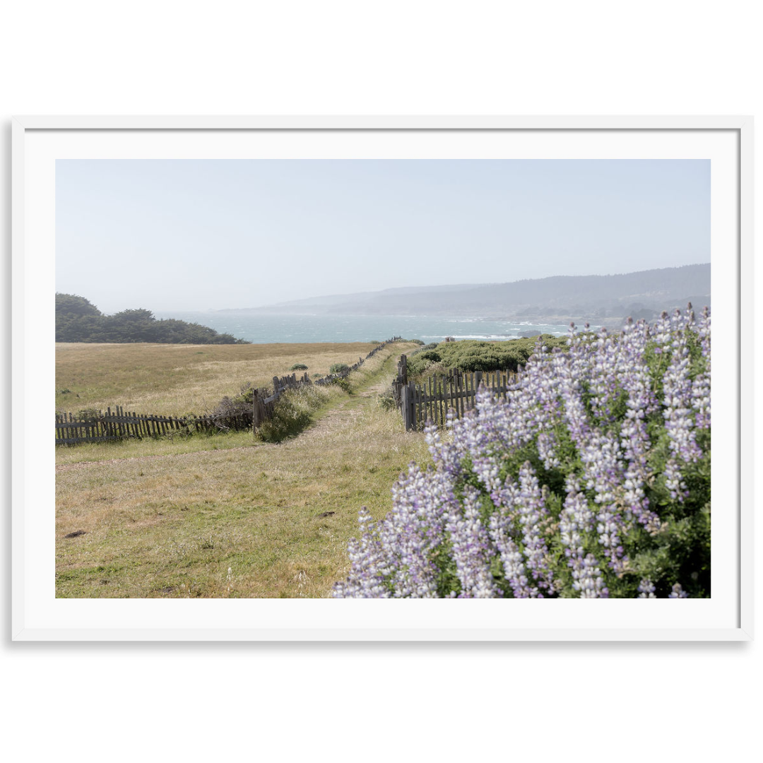 Coastal Blooms 2