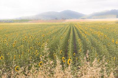 Tuscan Sunflower Symphony