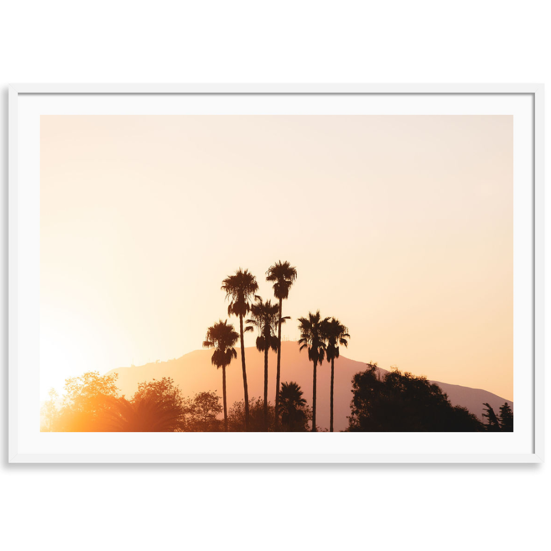Santa Barbara Palm Sunrise