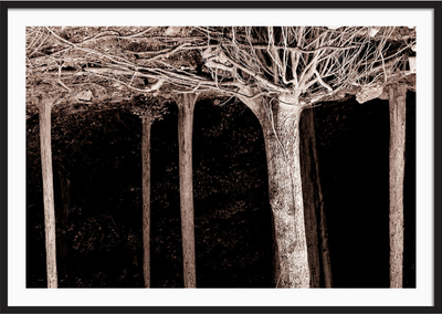 Roots