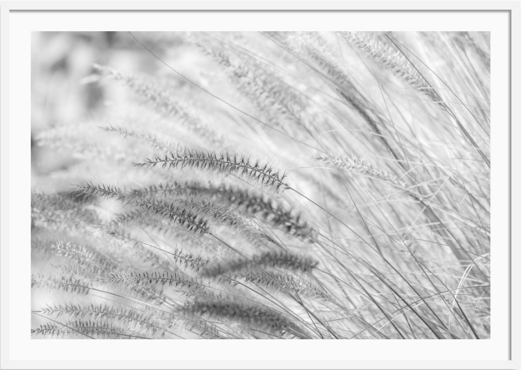 Summer Breeze