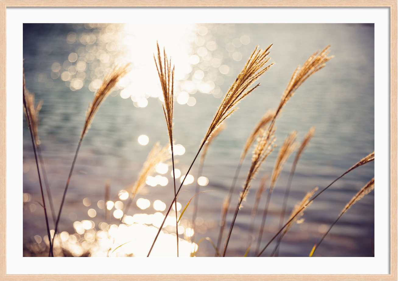 Autumn Wild Grass