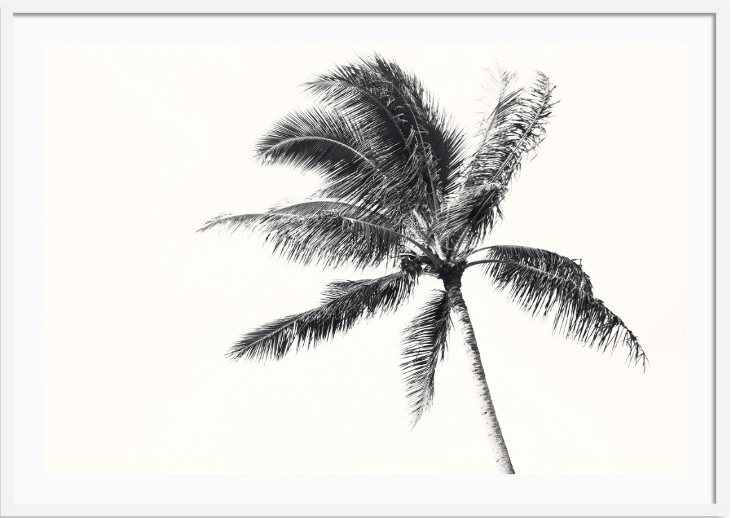 Island Palm