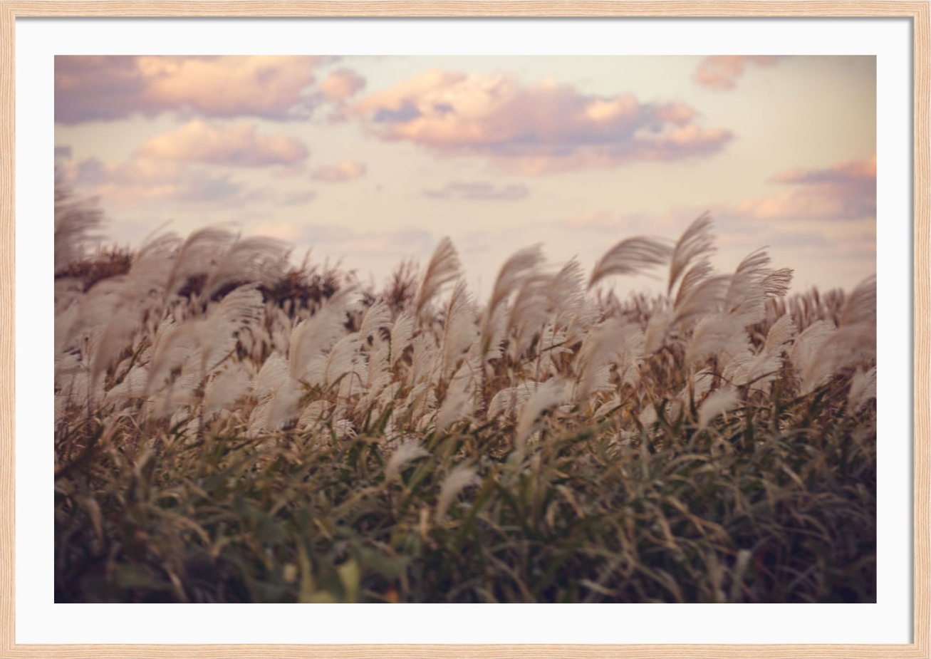 Heavenly Field