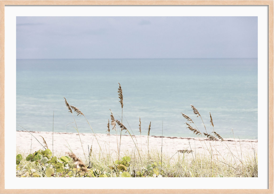 Palm Beach Wild Grass