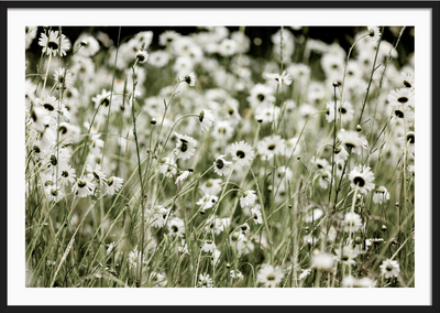 Wildflowers