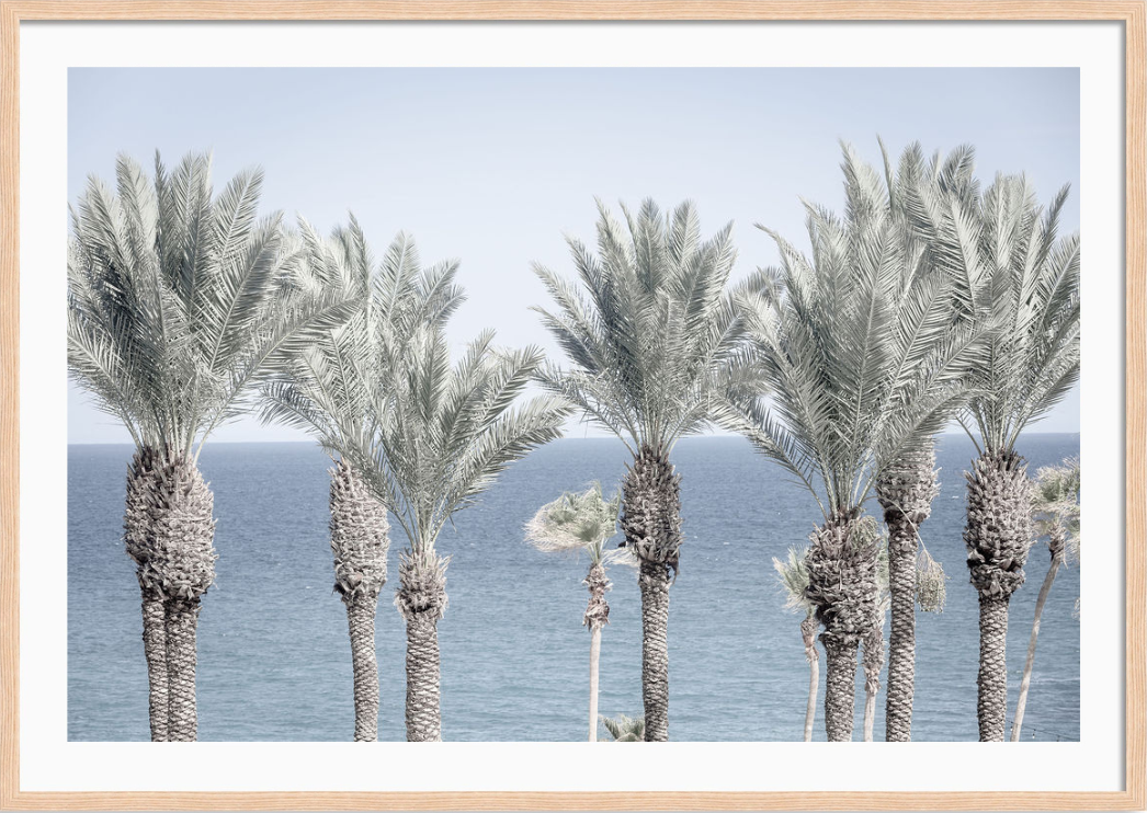 Cabo Palms