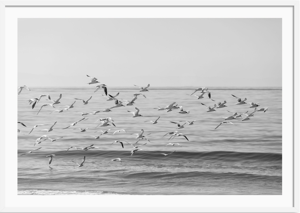 Free Bird