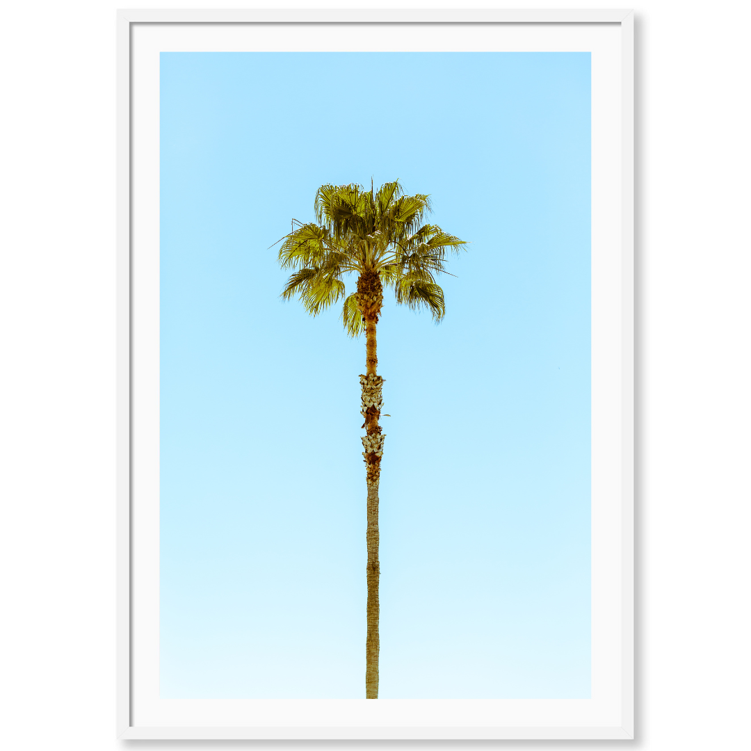 Lonely Palm