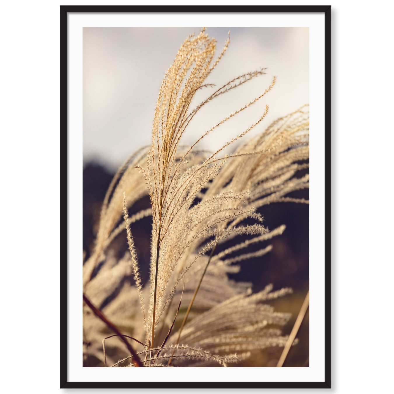 Golden Grass