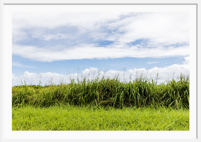 Tall Grass